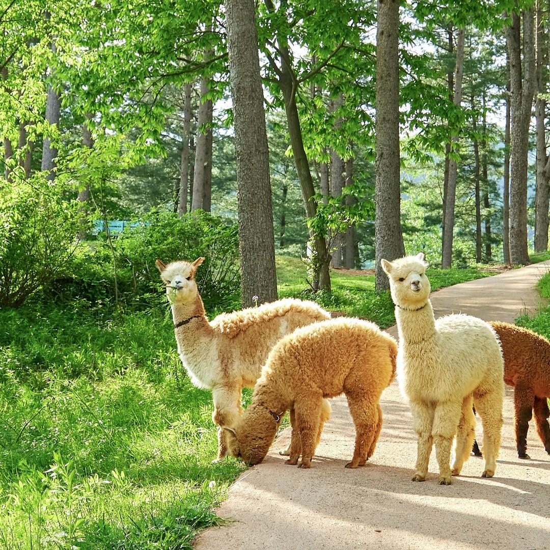 Seoul & Hongcheon Signature Health, Wellness & Culture Journey view 1
